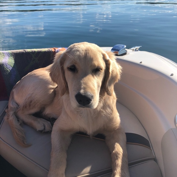 5goldens